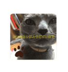 猫ねこロシアンブルー 1（個別スタンプ：2）
