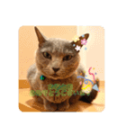 猫ねこロシアンブルー 1（個別スタンプ：5）