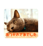 猫ねこロシアンブルー 1（個別スタンプ：6）
