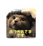 猫ねこロシアンブルー 1（個別スタンプ：7）