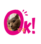 猫ねこロシアンブルー 1（個別スタンプ：8）
