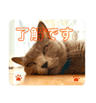 猫ねこロシアンブルー 1（個別スタンプ：9）