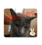 猫ねこロシアンブルー 1（個別スタンプ：12）