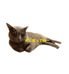 猫ねこロシアンブルー 1（個別スタンプ：14）