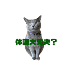 猫ねこロシアンブルー 1（個別スタンプ：15）