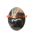 猫ねこロシアンブルー 1（個別スタンプ：16）