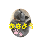 猫ねこロシアンブルー 1（個別スタンプ：17）