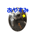 猫ねこロシアンブルー 1（個別スタンプ：19）