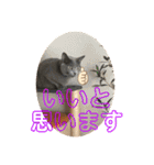 猫ねこロシアンブルー 1（個別スタンプ：22）