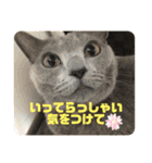 猫ねこロシアンブルー 1（個別スタンプ：23）