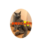 猫ねこロシアンブルー 1（個別スタンプ：24）