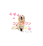 横手山ジョーンズ1（個別スタンプ：1）