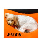 クロエしか勝たん。（個別スタンプ：7）