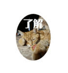 ネコスタイル4C////（個別スタンプ：5）