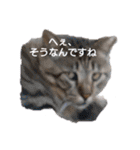 ツンデレ野良猫物語（個別スタンプ：1）