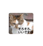 ツンデレ野良猫物語（個別スタンプ：2）