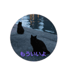 ツンデレ野良猫物語（個別スタンプ：3）