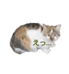 ツンデレ野良猫物語（個別スタンプ：4）