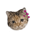 ツンデレ野良猫物語（個別スタンプ：5）