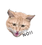 ツンデレ野良猫物語（個別スタンプ：6）