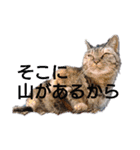 ツンデレ野良猫物語（個別スタンプ：8）