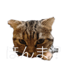 ツンデレ野良猫物語（個別スタンプ：11）