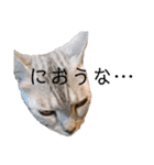 ツンデレ野良猫物語（個別スタンプ：12）