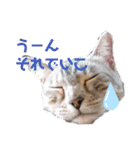 ツンデレ野良猫物語（個別スタンプ：16）