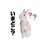 ちゅなときなこ（個別スタンプ：8）