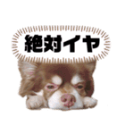 ちゅなときなこ（個別スタンプ：16）