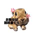 ちゅなときなこ（個別スタンプ：23）