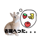 ちゅなときなこ（個別スタンプ：30）