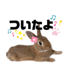 ちゅなときなこ（個別スタンプ：35）