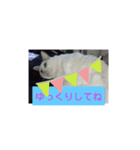仲良しキャットファミリー15（個別スタンプ：3）