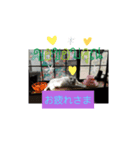 仲良しキャットファミリー15（個別スタンプ：4）