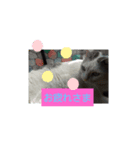 仲良しキャットファミリー15（個別スタンプ：6）