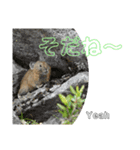 ガレ場のナキウサギ ～北海道弁～（個別スタンプ：3）
