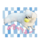 ペキニーズマニア（個別スタンプ：5）