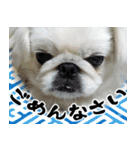 ペキニーズマニア（個別スタンプ：6）