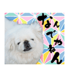 ペキニーズマニア（個別スタンプ：9）