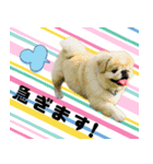 ペキニーズマニア（個別スタンプ：10）
