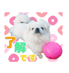 ペキニーズマニア（個別スタンプ：11）