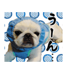 ペキニーズマニア（個別スタンプ：12）