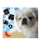 ペキニーズマニア（個別スタンプ：14）