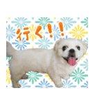 ペキニーズマニア（個別スタンプ：15）