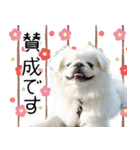 ペキニーズマニア（個別スタンプ：16）