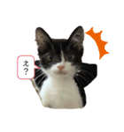 パンチルスタンプ（個別スタンプ：1）