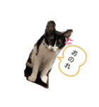 パンチルスタンプ（個別スタンプ：3）