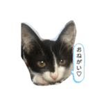 パンチルスタンプ（個別スタンプ：16）