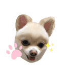 “わん”だふる（個別スタンプ：1）
